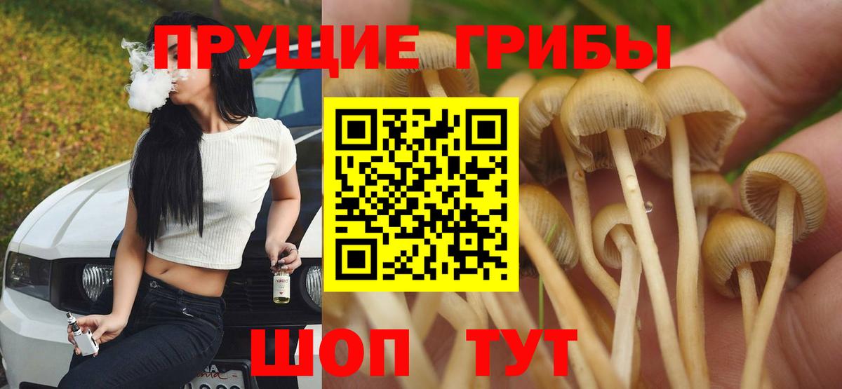 Кудымкар  Псилоцибиновые грибы Cubensis  Вход с VPN 